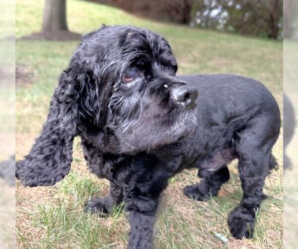 Medium Photo #4 Cocker Spaniel Puppy For Sale in Arlington, VA, USA