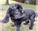 Small #3 Cocker Spaniel