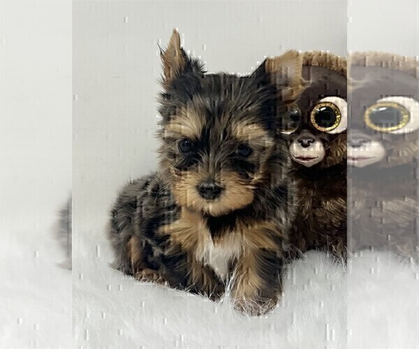 Medium Photo #4 Yorkshire Terrier Puppy For Sale in TAMPA, FL, USA