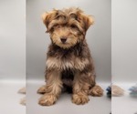 Small Photo #24 YorkiePoo Puppy For Sale in BLUE MOUND, TX, USA