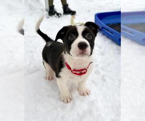 Treeing Walker Coonhound-Unknown Mix Dogs for adoption in Dedham, MA, USA