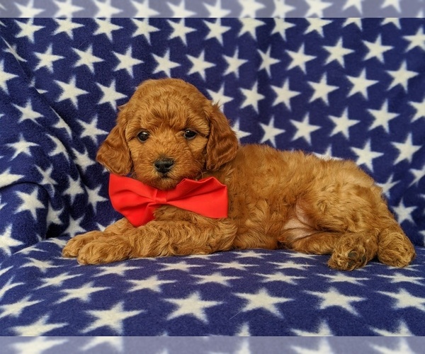 Medium Photo #5 Poodle (Toy) Puppy For Sale in LINCOLN UNIV, PA, USA