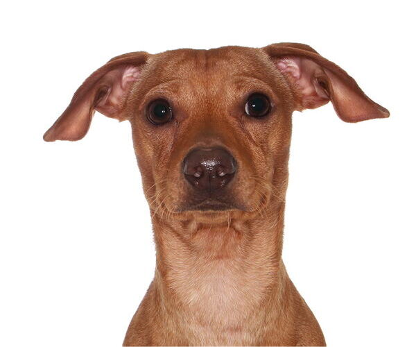 Medium Photo #1 Chiweenie Puppy For Sale in Oakland Park, FL, USA