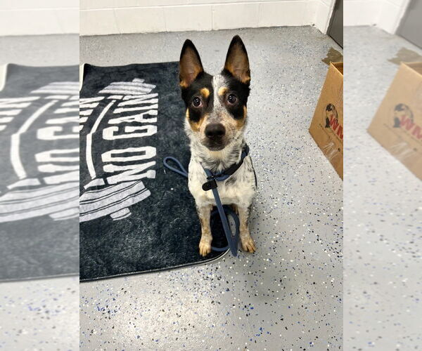 Medium Photo #2 Mutt Puppy For Sale in Pierceton , IN, USA