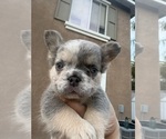 Puppy Patches French Bulldog