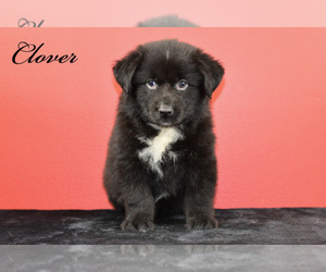 Australian Shepherd Puppy for sale in EASTON, MO, USA
