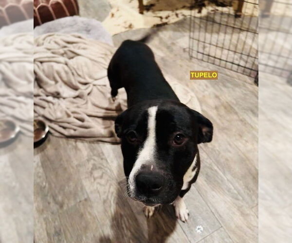 Medium Photo #2 Labrador Retriever-Unknown Mix Puppy For Sale in Woodland Hills, CA, USA