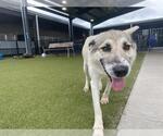 Small Photo #2 German Shepherd Dog-Unknown Mix Puppy For Sale in Waco, TX, USA
