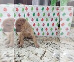 Small Photo #33 Phu Quoc (Vietnam Island) Ridgeback Puppy For Sale in HELOTES, TX, USA