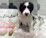 Small Photo #8 Sheepadoodle Puppy For Sale in BROOKSVILLE, FL, USA
