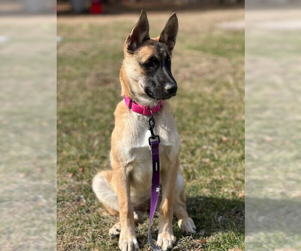 Medium Photo #1 Mutt Puppy For Sale in Woodbury, NY, USA