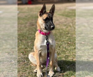 Mutt Dogs for adoption in Woodbury, NY, USA