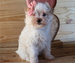 Small Photo #1 Maltipoo Puppy For Sale in HONEY BROOK, PA, USA