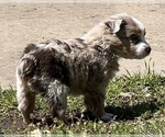 Small Photo #8 Miniature Australian Shepherd Puppy For Sale in ARDMORE, OK, USA