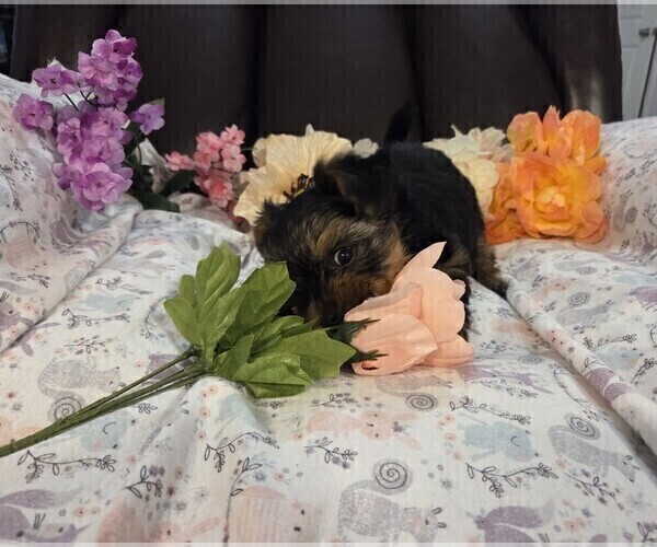 Medium Photo #34 Yorkshire Terrier Puppy For Sale in RHOADESVILLE, VA, USA