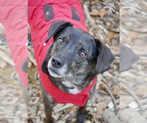 Ollie (Noah) Alabama - Male Beagle-Unknown Mix Dog for Adoption - Photo #22