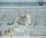 Small Photo #1 German Shepherd Dog Puppy For Sale in DISPUTANTA, VA, USA
