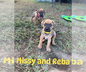 Missy - Female Mutt Dog for Adoption - Photo #2