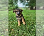 Small Photo #3 German Shepherd Dog Puppy For Sale in NICHOLASVILLE, KY, USA