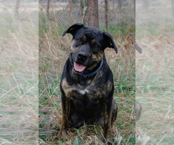 Medium Photo #7 Mutt Puppy For Sale in Bemidji, MN, USA