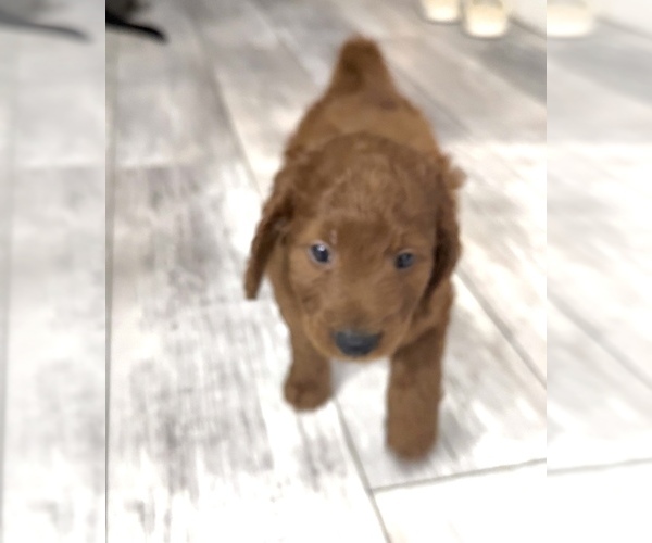 Medium Photo #3 Golden Retriever-Poodle (Toy) Mix Puppy For Sale in GIBSONTON, FL, USA