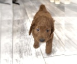 Small #2 Golden Retriever-Poodle (Toy) Mix