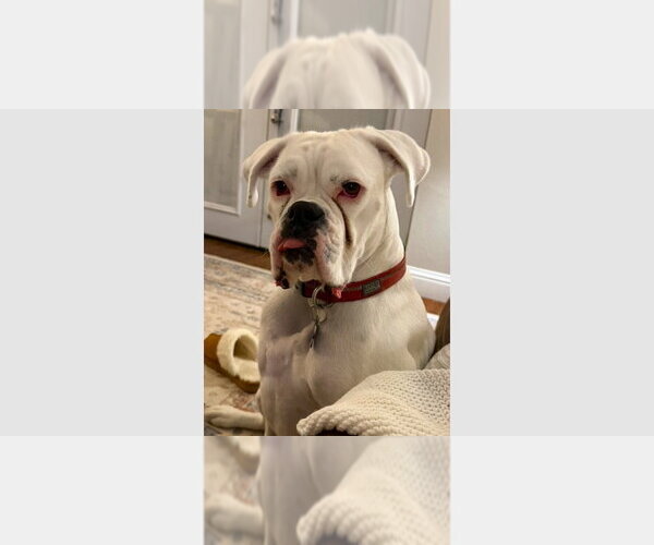 Medium Photo #1 Boxer Puppy For Sale in Austin, TX, USA