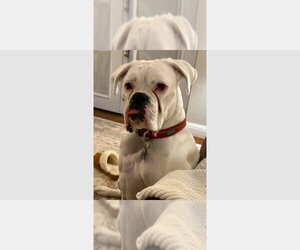 Boxer Dogs for adoption in Austin, TX, USA
