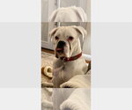 Small Boxer