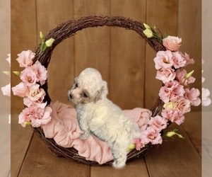 Poodle (Toy) Puppy for sale in ROANOKE, AL, USA