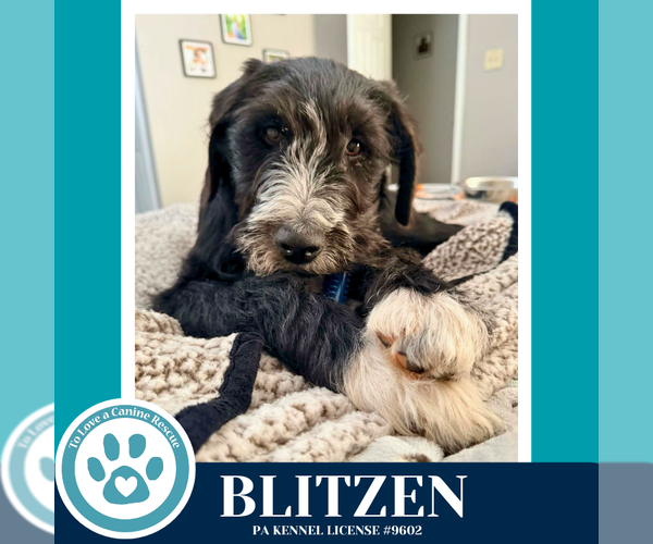 Medium Photo #1 Labrenees Puppy For Sale in Kimberton, PA, USA