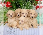 Small Photo #2 Bichpoo Puppy For Sale in NARVON, PA, USA