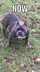 Small Photo #1 American Bully Puppy For Sale in OCALA, FL, USA