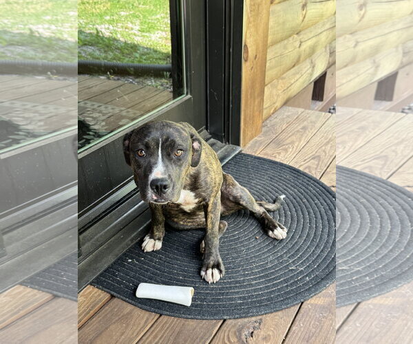 Medium Photo #10 Boxer-Unknown Mix Puppy For Sale in Holly Springs, NC, USA