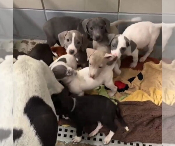 Medium Photo #2 American Pit Bull Terrier-Dachshund Mix Puppy For Sale in Lakewood, CO, USA