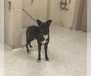 Holland Shepherd-Unknown Mix Dogs for adoption in Conroe, TX, USA