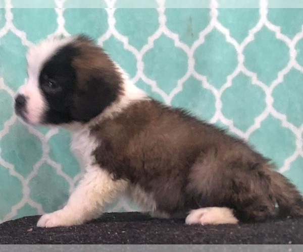 Medium Photo #4 Saint Bernard Puppy For Sale in AURORA, CO, USA