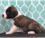 Small Photo #4 Saint Bernard Puppy For Sale in AURORA, CO, USA