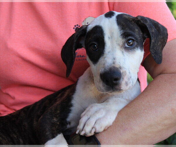 Medium Photo #3 Mutt Puppy For Sale in Prattville, AL, USA