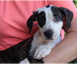Truvy 44269 - Female Mutt Dog for Adoption - Photo #3