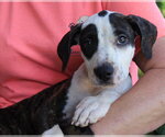 Small #2 Mutt