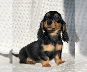 Dachshund Puppy for sale in DAYTONA BEACH, FL, USA