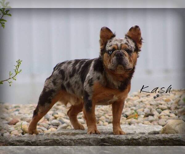 Medium Photo #1 French Bulldog Puppy For Sale in FRANKFORD, MO, USA
