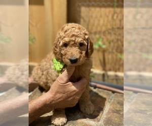 Poodle (Miniature) Puppy for sale in MCDONOUGH, GA, USA