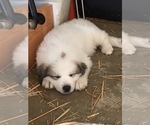 Puppy 8 Great Pyrenees