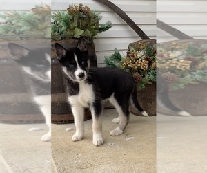 Siberian Husky Puppy for sale in BEAVER, OH, USA