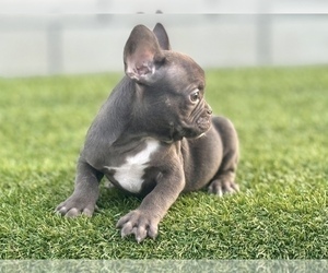 French Bulldog Puppy for Sale in SEATTLE, Washington USA