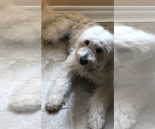 Medium Photo #1 Goldendoodle (Miniature) Puppy For Sale in EDGEWATER, FL, USA