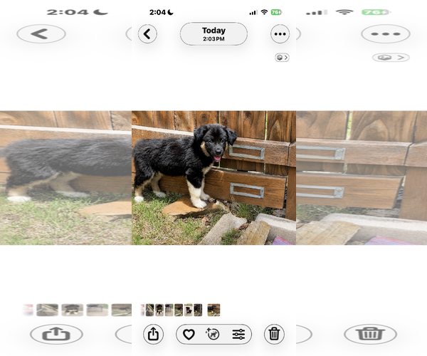 Medium Photo #4 Australian Shepherd Puppy For Sale in Dallas, TX, USA