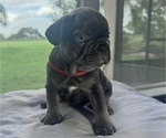 Small #1 French Bulldog
